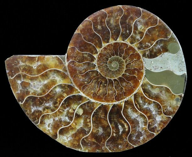 Agatized Ammonite Fossil (Half) #61743